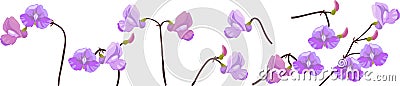 Purple bean flowers Vector Illustration